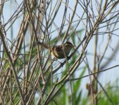 Black-browed Reed Warbler.jpg