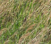 Chestnut-eared Bunting.jpg