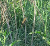 Oriental Reed Warbler.jpg