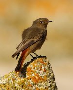 black redstart 1.jpg