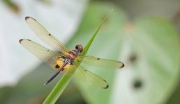 Dragonfly - Singapore - Sungei Buloh Wetland - 12Feb14 - 7-7602.jpg