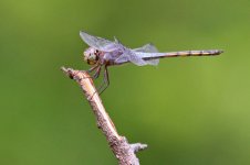 Dragonfly - Thailand Bangkok - Lumphini Park - 12Feb17 - 10-0354.jpg