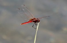 Dragonfly - Thailand Hua Hin - 12Feb21 - 14-1327.jpg