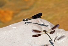 Dragonfly - Thailand Hua Hin - Pala U Waterfalls - 12Feb22 - 15-2734.jpg