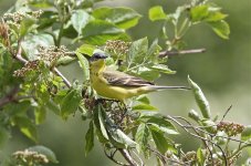 Wagtail3,elton,16thmay.jpg