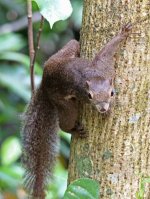 Squirrel - AAA - Singapore - Sungei Buloh Wetland - 12Feb14 - 7-7718 orig.jpg