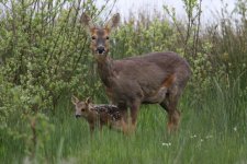 2012_05_16_Roe_Deer (1) (640x427).jpg