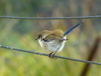 Blue Wren.JPG