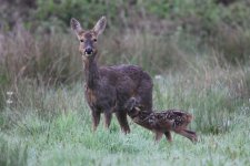 2012_05_17_Roe_Deer (2) (640x427).jpg