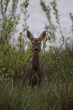 2012_05_17_Roe_Deer (7) (427x640).jpg