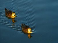 Pacific Black Ducks.JPG