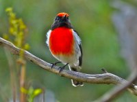 Red Capped Robin.JPG