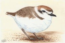 winterbirds___snowy_plover_by_twapa-d35wfxy.jpg