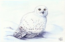 winterbirds___snowy_owl_by_twapa-d368vtc.jpg