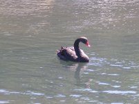 Black Swan Keighley (800x598).jpg