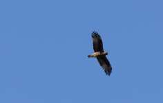 Booted-Eagle3.jpg