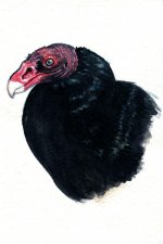 turkey_vulture_by_twapa-d3hzkg0.jpg