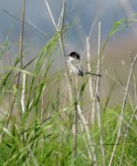 Sardinian-Warbler.jpg