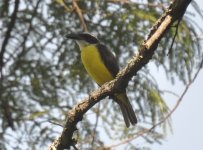 Laguna Blanca Boat billed Flycatcher 1.jpg