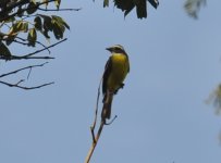 Laguna Blanca Social Flycatcher 1.jpg