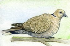 collared_dove___commission_by_twapa-d4brykq.jpg