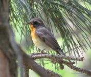 Mugimaki Flycatcher.jpg