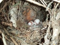 Carolina Wren Eggs. 2012-05-16 15.36.57.jpg