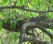 Radde's Warbler.jpg