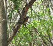 White-throated Rock Thrush.jpg