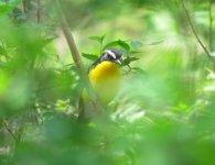 Yellow-rumped Flycatcher.jpg