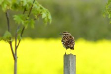 Whinchat (BF).jpg