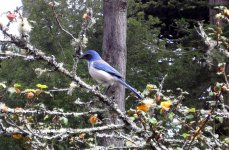 scrub jay.JPG