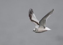 little gull 3 copy.jpg