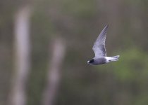 black tern 2 copy.jpg