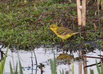 yellow wag 4 copy.jpg