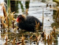 coot 1 200412.jpg