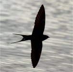 swallow 1 200412.jpg