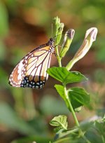 BB Butterfly - AAA - Thailand Hua Hin - Dusit Thani Hotel Grounds - 12Feb22 - 15-2807.jpg