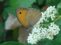 BB Buttlerfly - Sienna Italy - 07May25.jpg