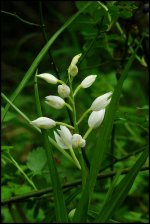 Sword Leaved Helleborine small.jpg