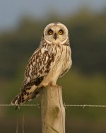 Short-eared-Owl-(1)-Marham-.jpg