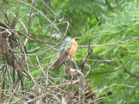 Rufous Sabrewing profile.jpg