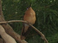 Rufous Sabrewing.jpg