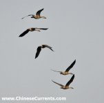 15 Oct 2009, Wenyu patch, Beijing, Swan Geese, Anser cygnoides, flying south.jpg