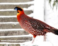Temminck's Tragopan steps out of dense bamboo on Emei Mountain in Sichuan.jpg