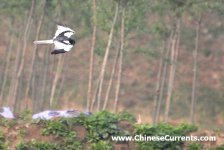 Pied Harrier ...1.jpg