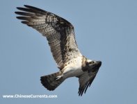 Osprey - Huairou, Beijing.jpg