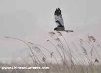 Pied Harrier ...3.jpg