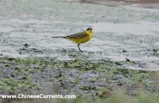 western yellow wagtail.jpg