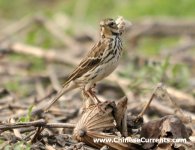 Red-throated Pipit2.jpg